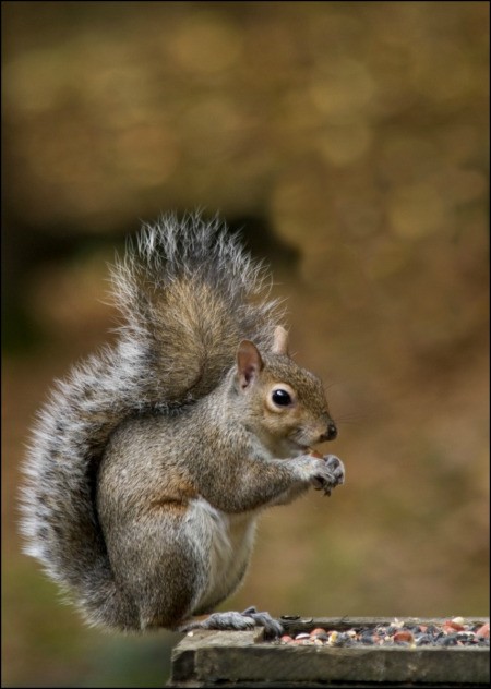 Squirrels Chewing on Car Wiring | ThriftyFun