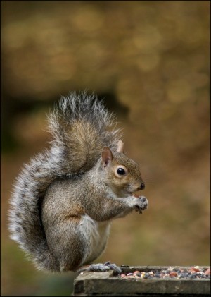 Squirrel Chewing