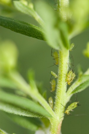 aphids on a plant
