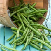 fresh green beans