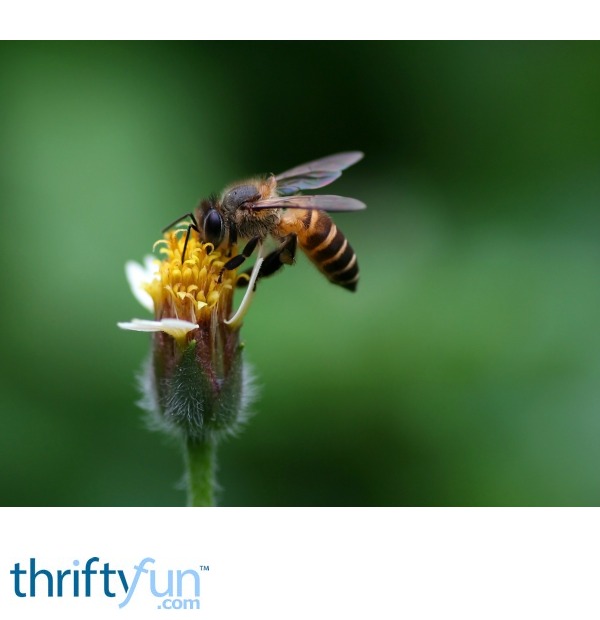 Keeping Bees Away ThriftyFun