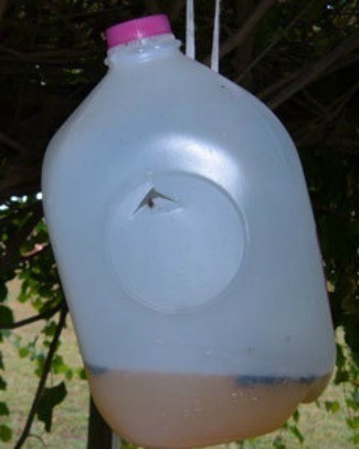How to Make a Homemade Bee Trap 