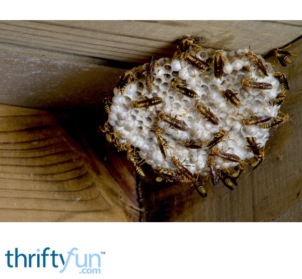 Getting Rid of Yellow Jackets in Your House? ThriftyFun