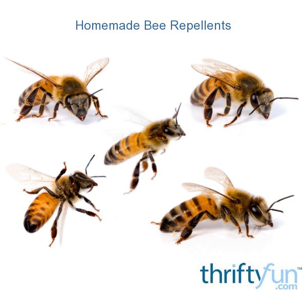 Homemade Bee Repellents ThriftyFun