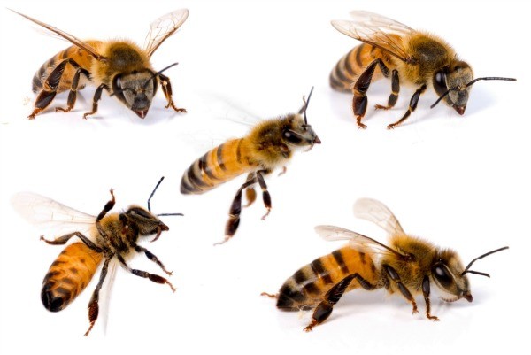 homemade bee repellents thriftyfun
