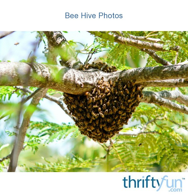 Bee Hive Photos | ThriftyFun