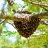 Bee Hive Photos