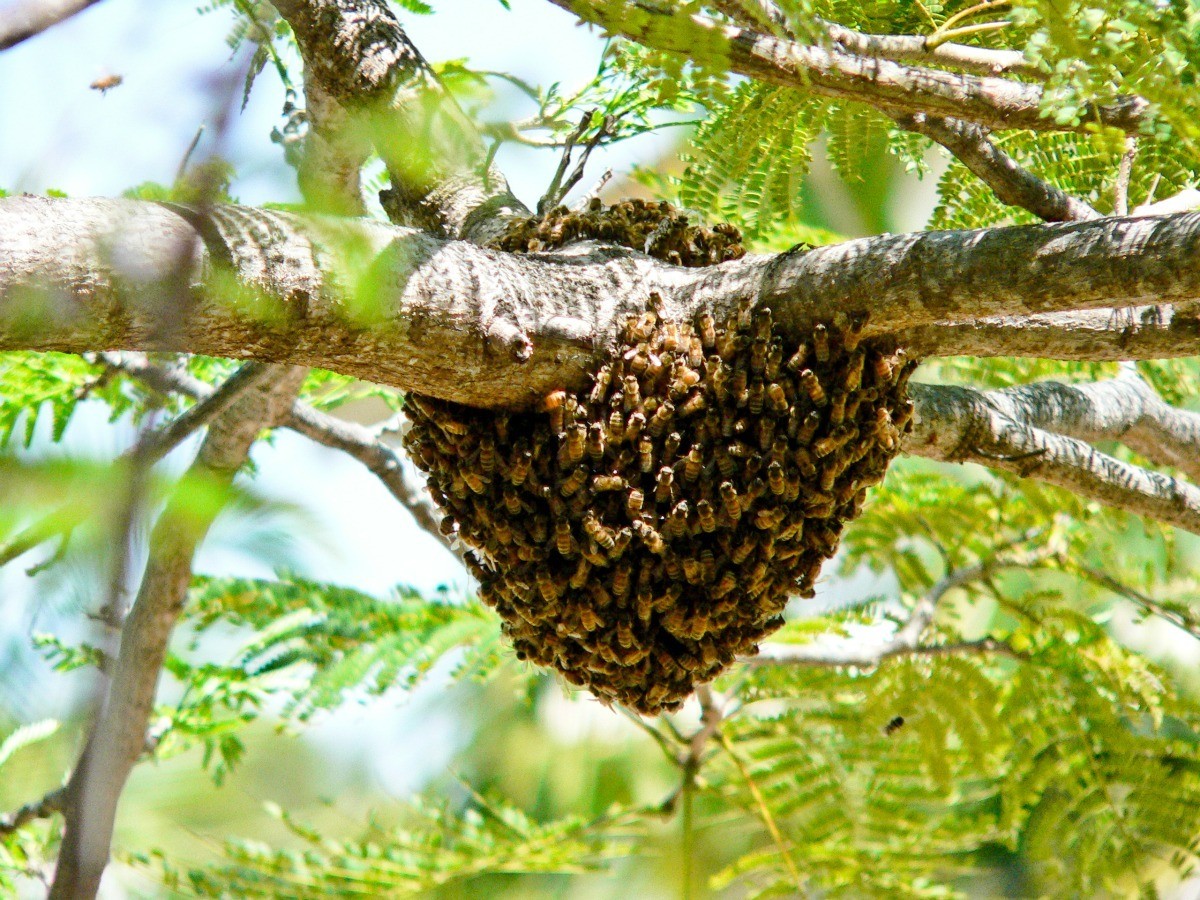 Bee Hive Hive Bee - binocams