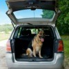 dog on a car trip