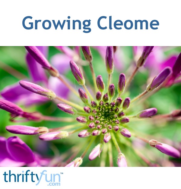 Growing Cleome | ThriftyFun