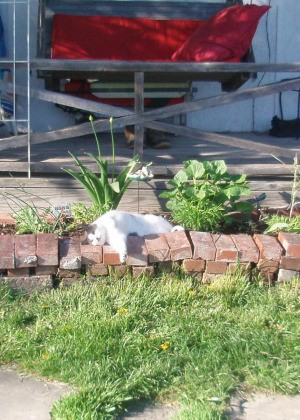 Cat lying in flower bed.