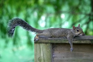 Squirrel Outside