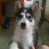 Photo of puppy when a bit older.