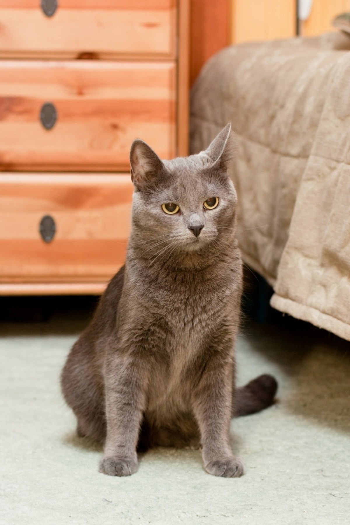 Removing Cat Pee and Odor from Carpet
