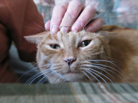 Closeup of cat being petted on head.