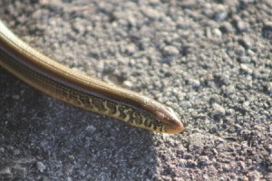 Snake with stripe above eye and along body.