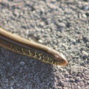 Snake with stripe above eye and along body.