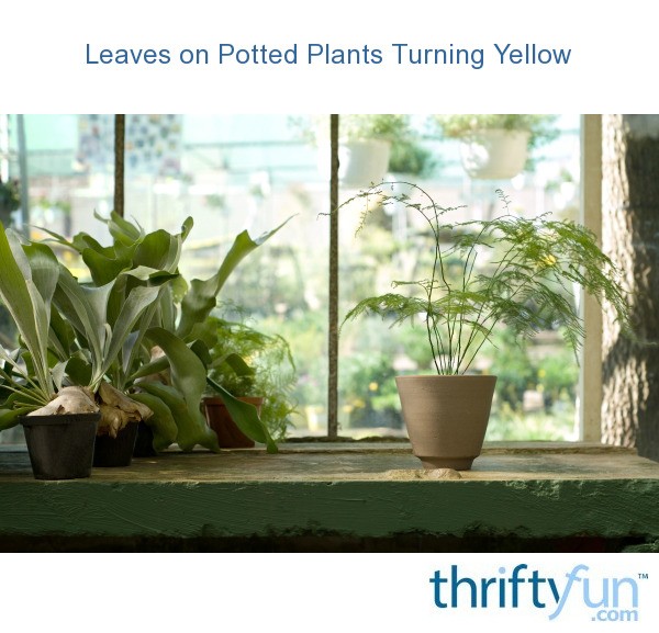 Leaves on Potted Plants Turning Yellow? ThriftyFun