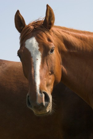 A beautiful horse.