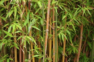 Clumps of bamboo growing.