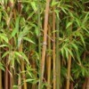 Clumps of bamboo growing.