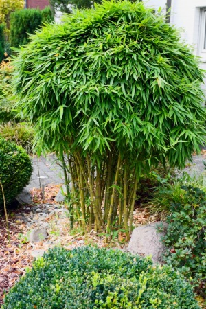 Bamboo growing in a yard.