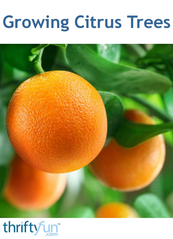 Growing Citrus Trees | ThriftyFun