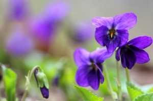 Growing Violets