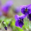 Growing Violets