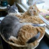 Two cats in cat basket, intertwined.