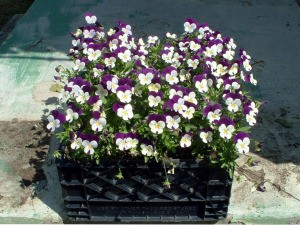 Crate filled with purple and white pansies.