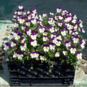 Crate filled with purple and white pansies.