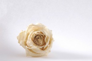 Dried White Rose