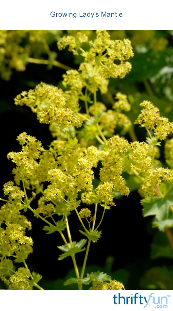 Growing Lady's Mantle ThriftyFun