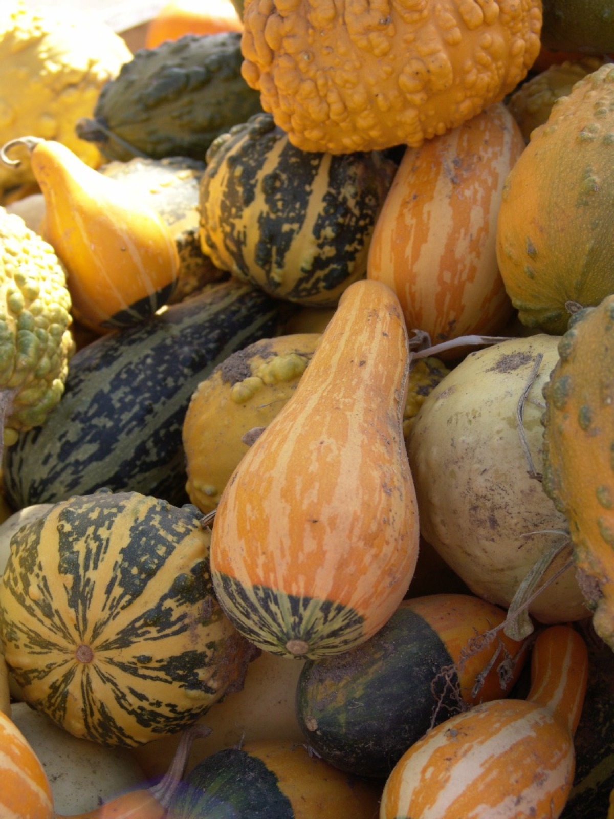 Preserving Ornamental Gourds | ThriftyFun