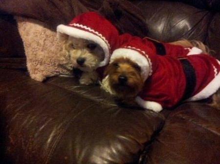 Two dogs in Santa suits.