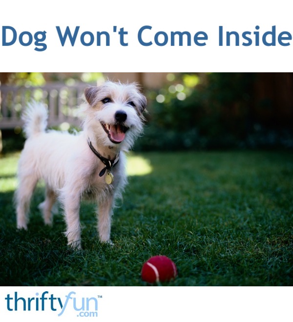 Dog Won't Come Inside? | ThriftyFun