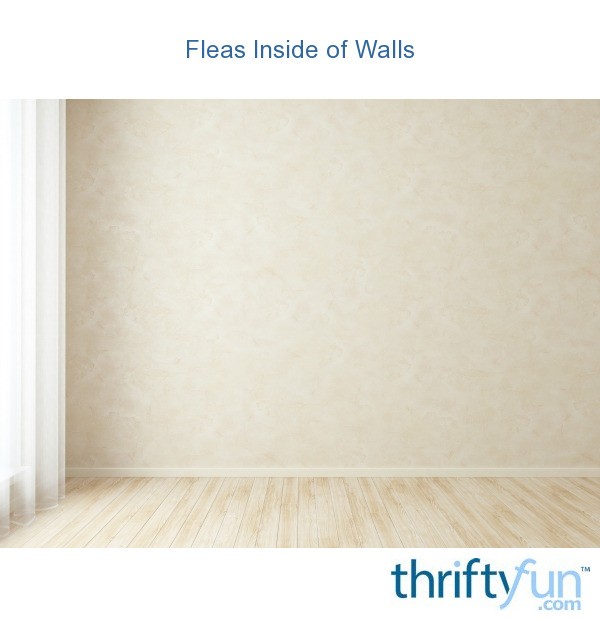 Fleas Inside of Walls? ThriftyFun
