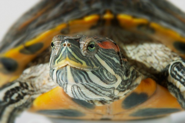 do pet turtles hibernate