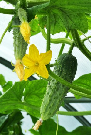 Cucumbers growing.