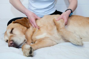 Giving a Dog a Massage