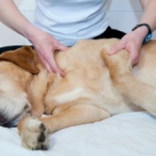 Giving a Dog a Massage