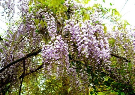 Closeup of blooming wisteria.