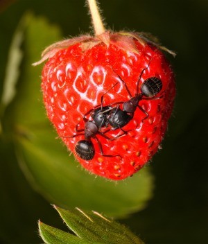 A strawberry with ants on it.