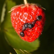 A strawberry with ants on it.