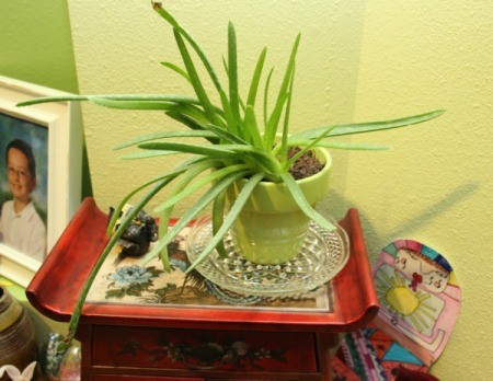 plant saucer 1