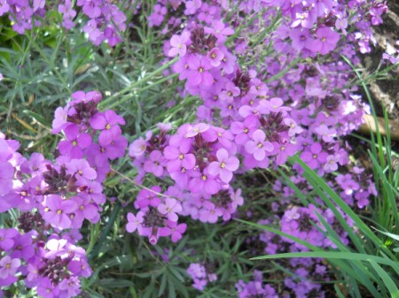 Purple wallflower.
