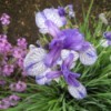 Japanese iris.