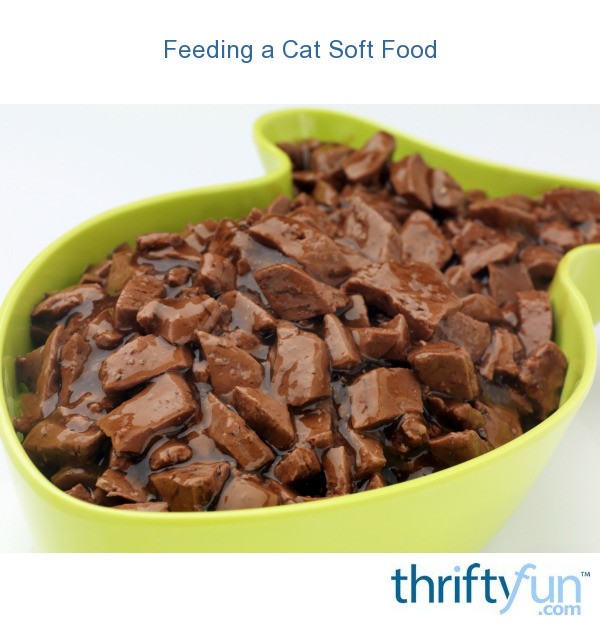 Feeding a Cat Soft Food | ThriftyFun