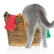 Cat getting into a laundry basket.